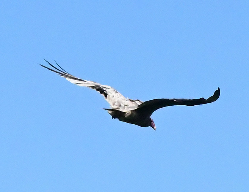 A look at the head of this turkey vulture shows the normal adult red coloration of the head and cere (the skin just behind the bill on a bird). The legs and feet were also the normal dark color. The bill is its normal color, an ivory white.